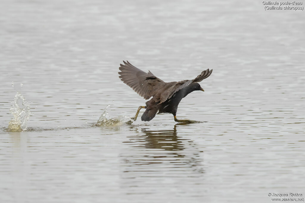 Gallinule poule-d'eauimmature, Vol, marche