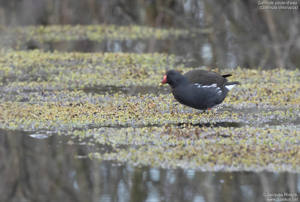 Gallinule poule-d'eauadulte nuptial, identification