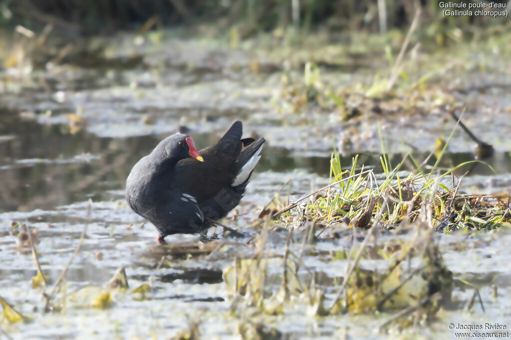 Gallinule poule-d'eauadulte nuptial, identification