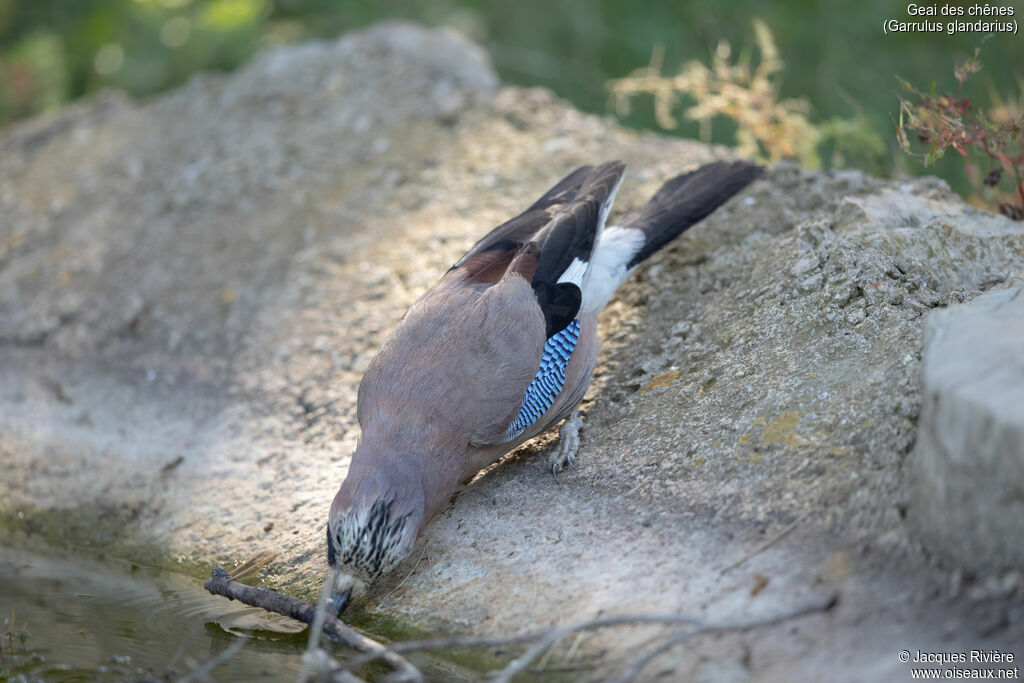 Geai des chênesadulte nuptial, identification, boit