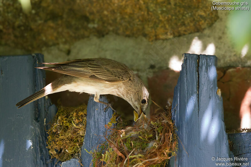 Gobemouche grisadulte nuptial, identification, Nidification