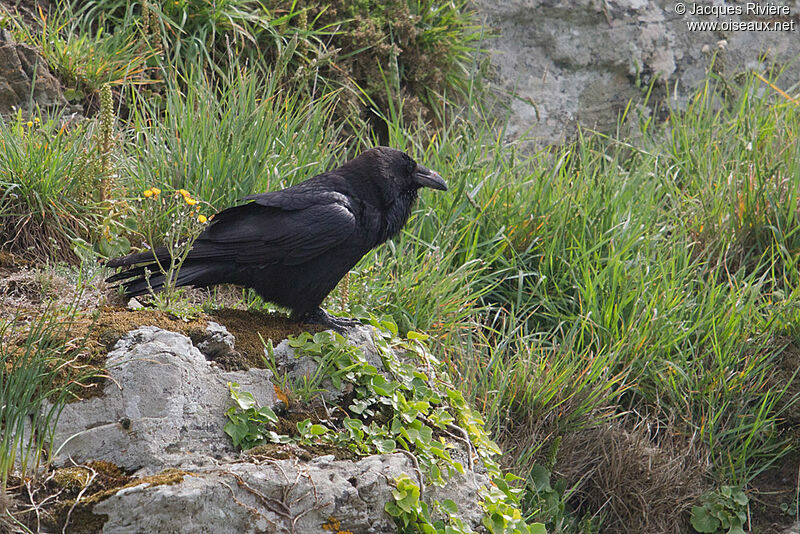 Grand Corbeau mâle adulte nuptial