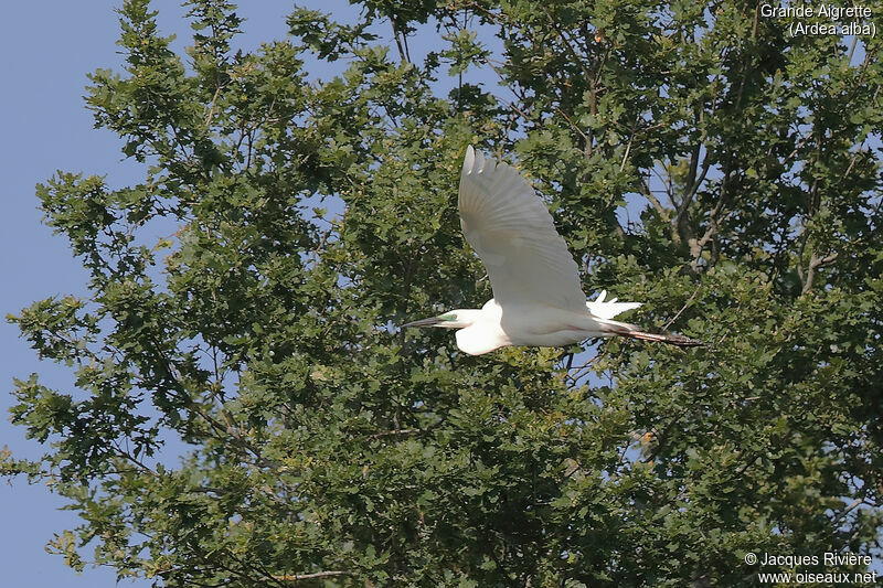 Great Egretadult breeding, Flight