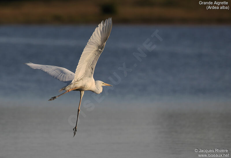 Great Egretadult, Flight