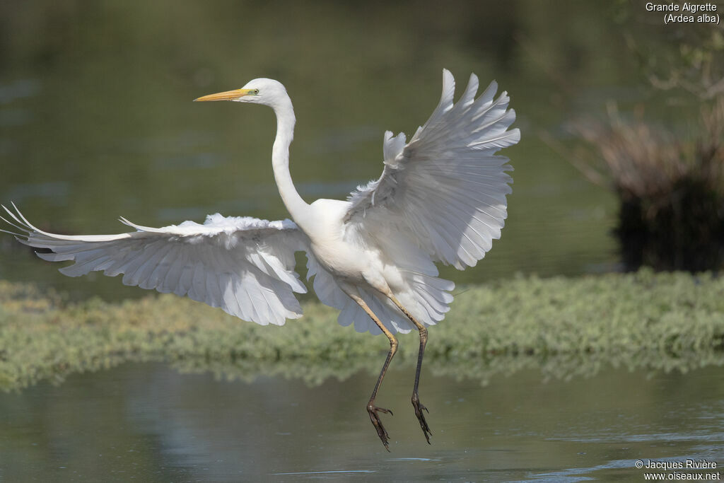 Great Egretadult, Flight