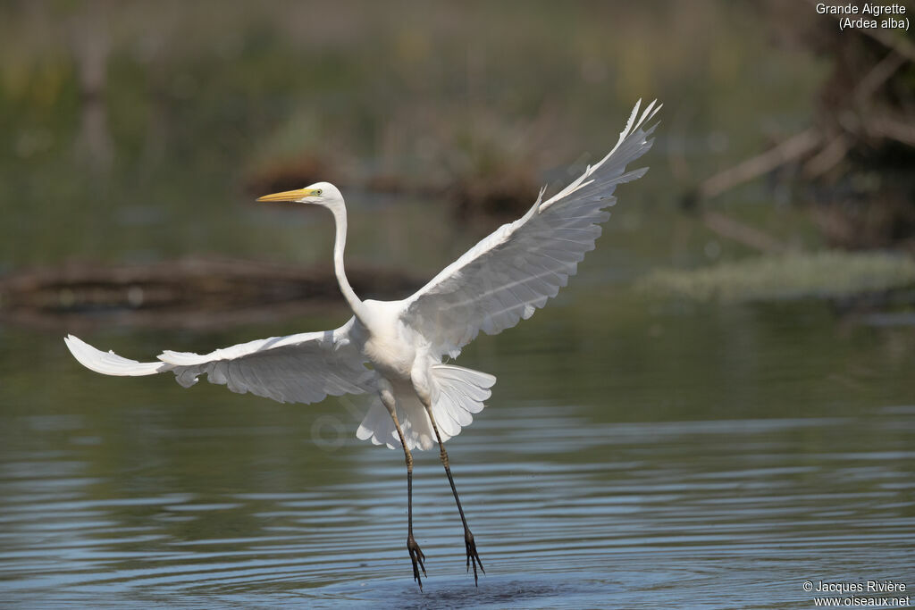 Great Egretadult, Flight