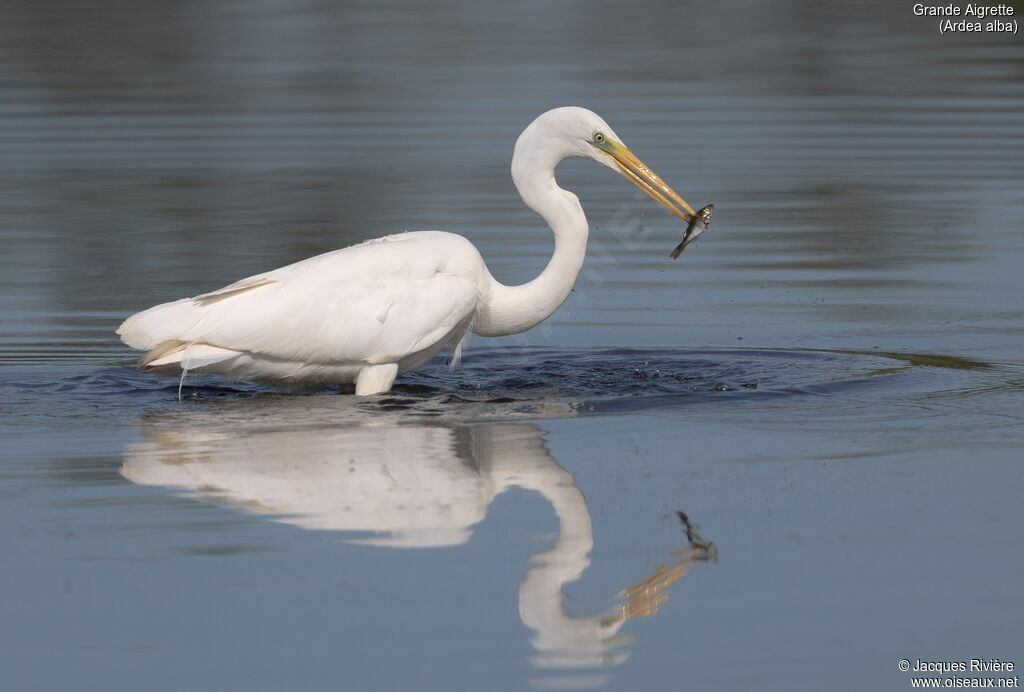 Great Egretadult breeding, fishing/hunting, eats