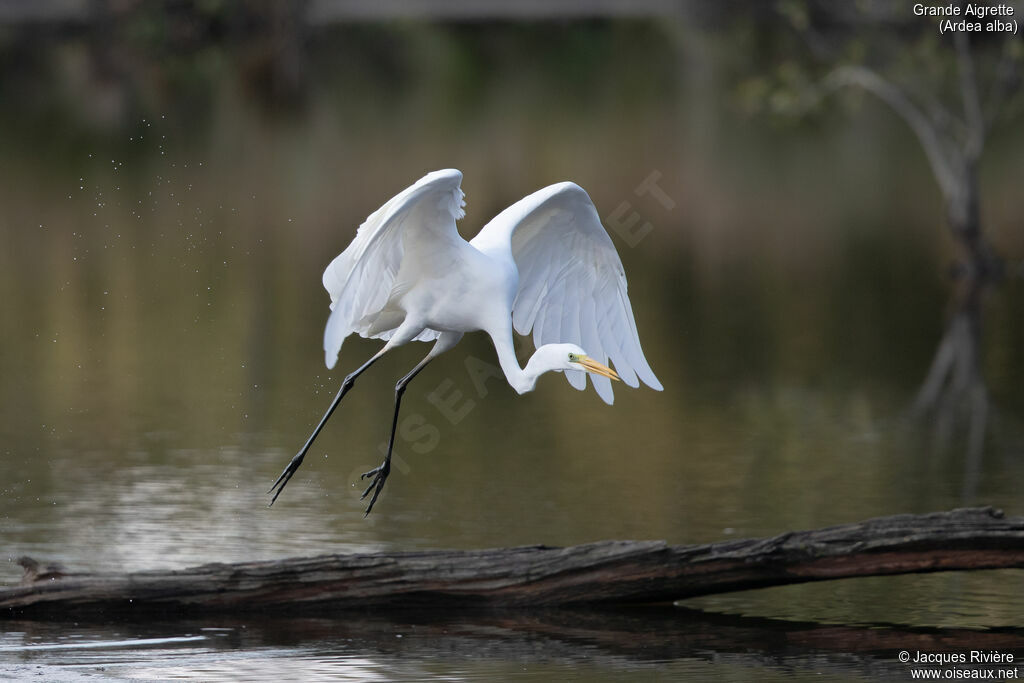 Great Egretadult post breeding, Flight