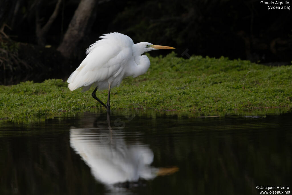 Great Egretadult post breeding, identification, care