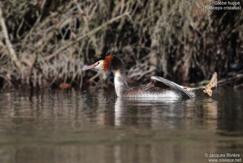 Great Crested Grebeadult, identification, swimming