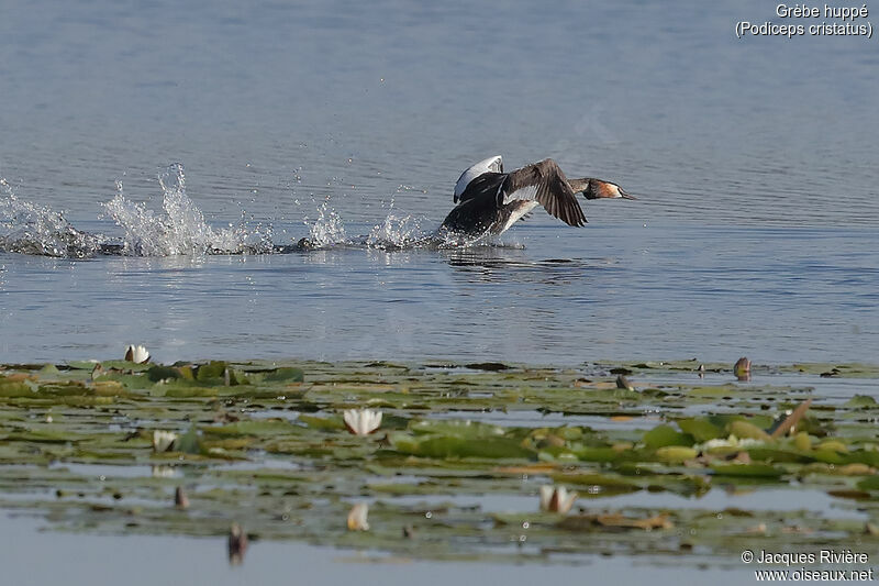 Great Crested Grebeadult breeding, identification, swimming