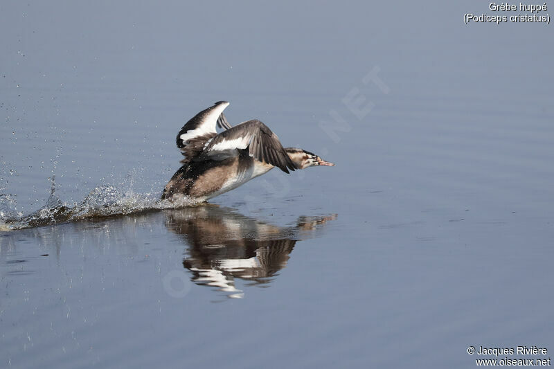 Great Crested Grebeimmature, identification, swimming