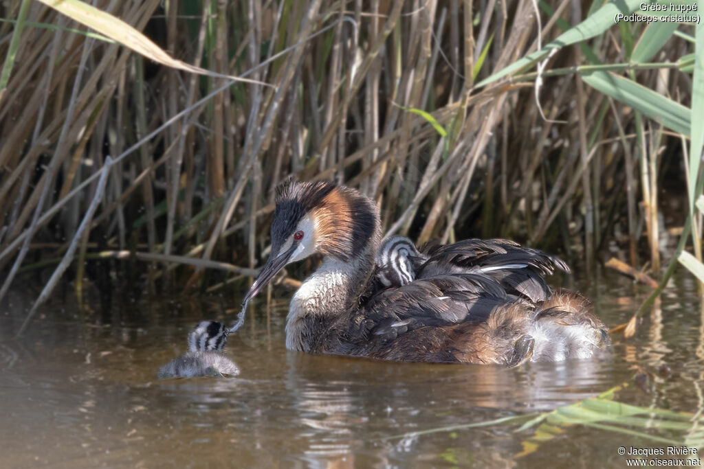 Great Crested Grebeadult breeding, identification, Reproduction-nesting