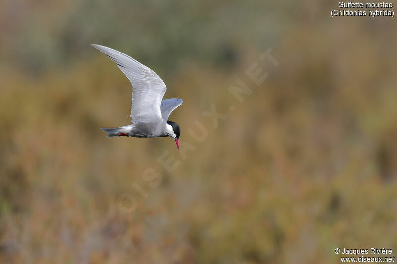 Whiskered Ternadult breeding, Flight