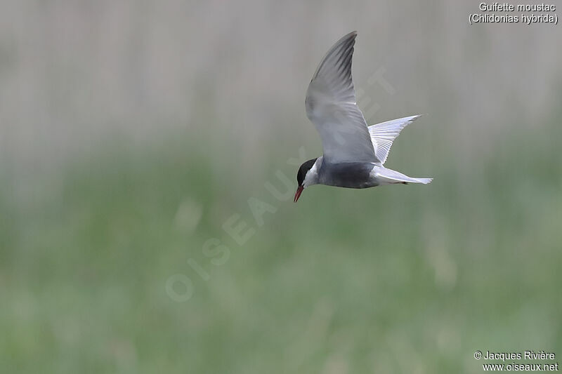 Whiskered Ternadult breeding, Flight