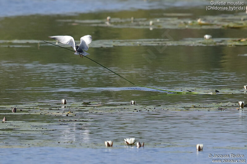 Whiskered Ternadult breeding, Flight, Reproduction-nesting