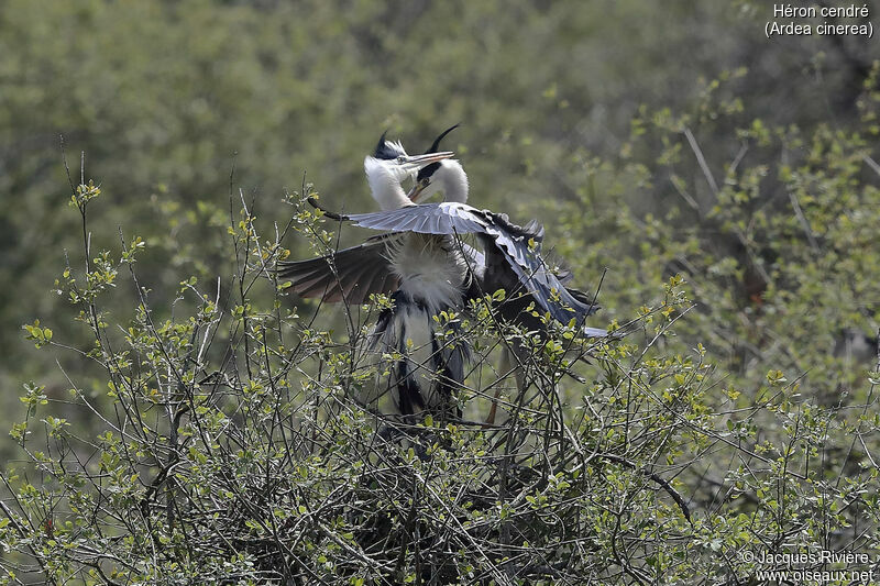 Grey Heronadult breeding, courting display, Reproduction-nesting