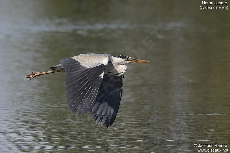 Grey Heronadult breeding, Flight