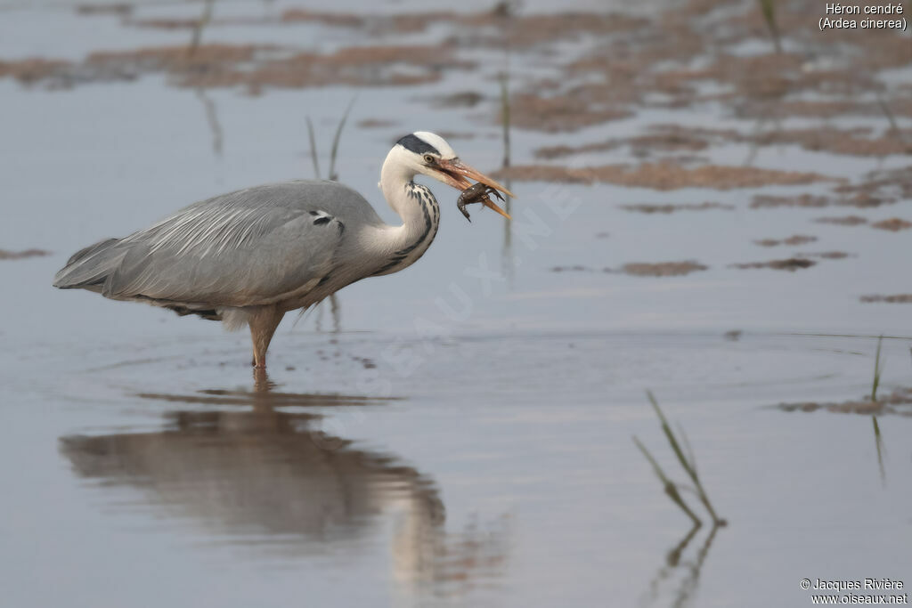 Grey Heronadult, identification, eats
