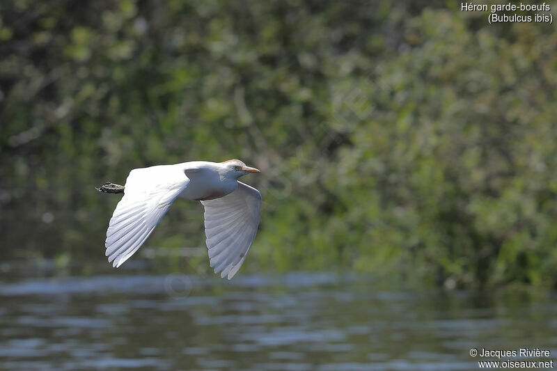 Western Cattle Egretadult breeding, Flight