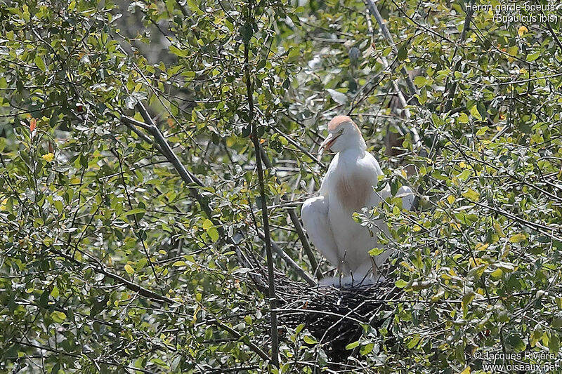 Western Cattle Egret, identification, Reproduction-nesting