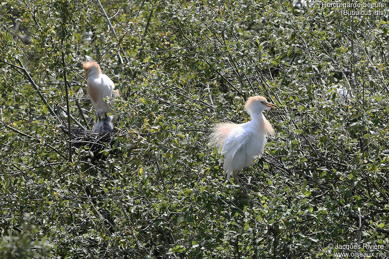 Western Cattle Egretadult breeding, Reproduction-nesting