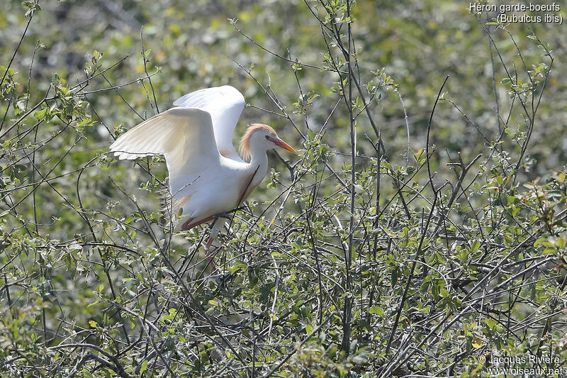 Héron garde-boeufsadulte nuptial, identification