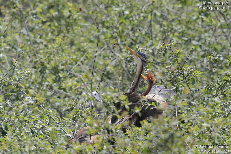 Purple Heron, identification, Reproduction-nesting