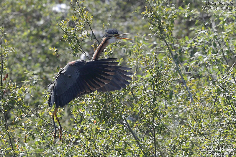 Purple Heronadult breeding, Flight, Reproduction-nesting