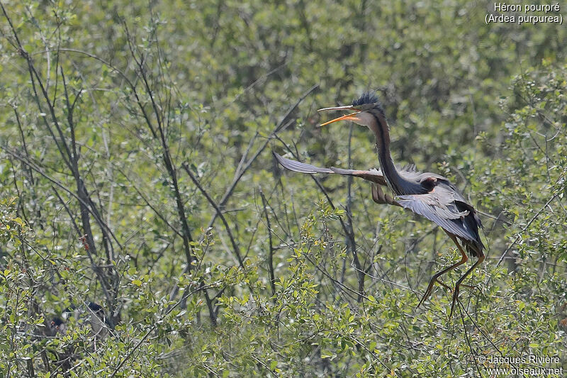 Purple Heronadult breeding, Flight, Reproduction-nesting