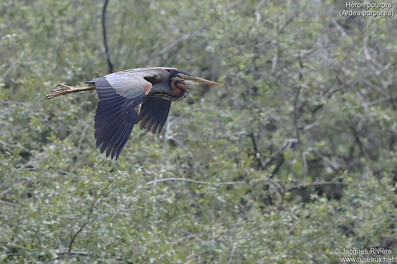 Purple Heronadult breeding, Flight