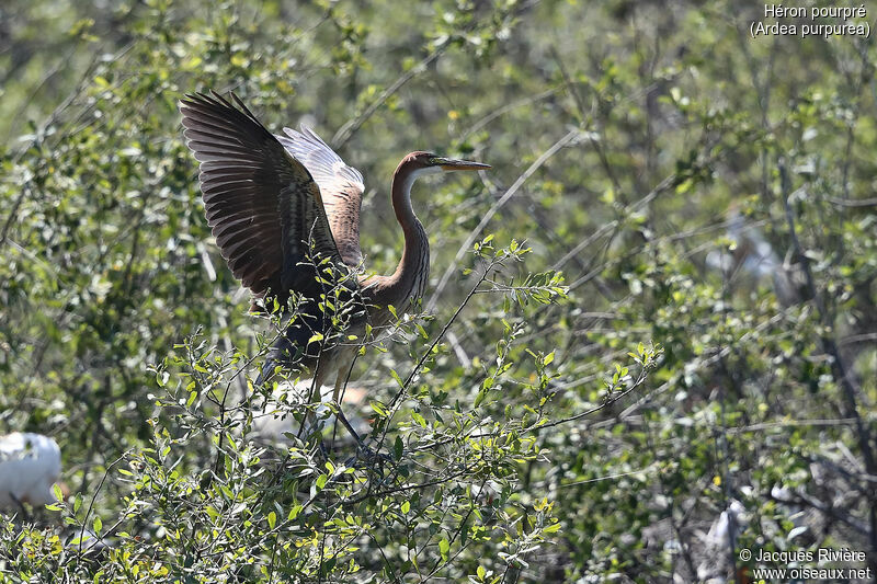 Héron pourpréimmature, identification