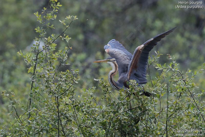 Purple Heronadult breeding, Flight