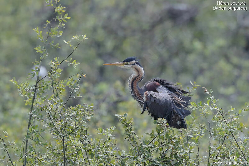 Purple Heronadult breeding, identification