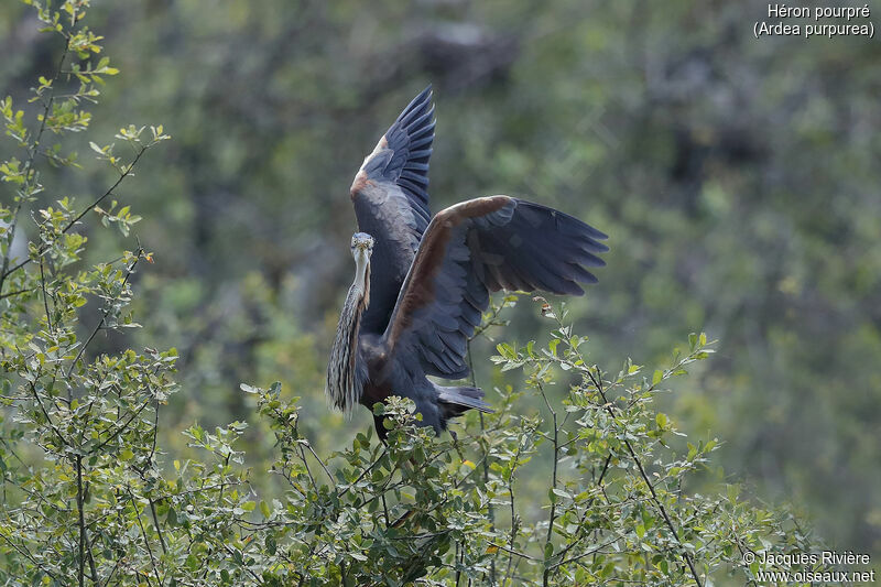 Purple Heronadult breeding, identification