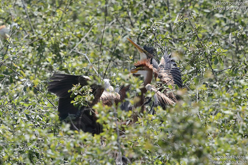 Purple Heron, identification, Reproduction-nesting