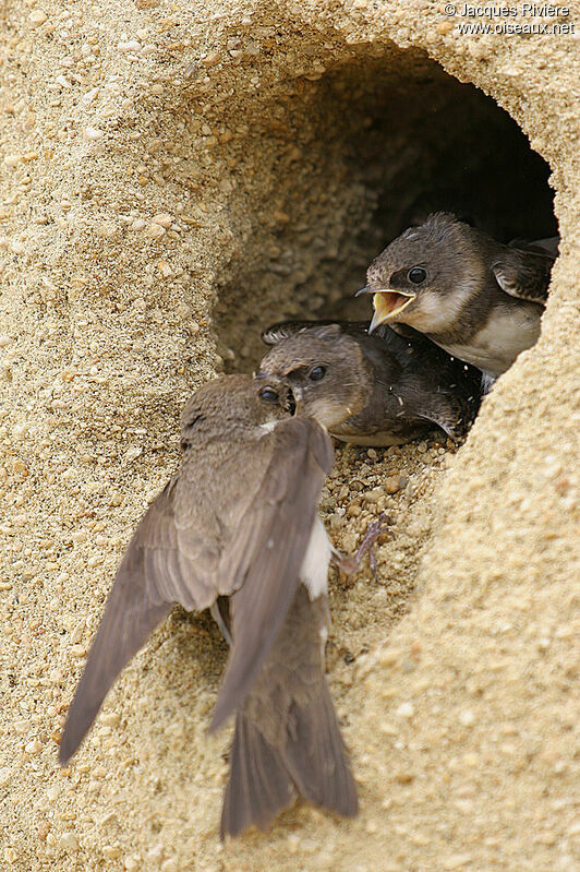 Sand Martinadult breeding, Reproduction-nesting