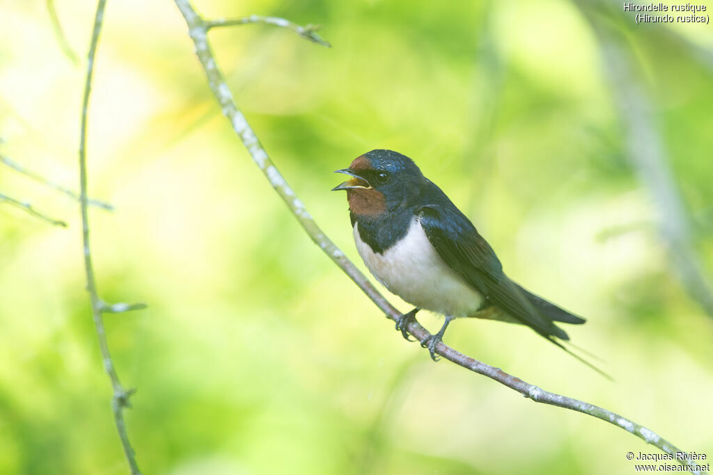 Hirondelle rustique mâle adulte, identification, chant