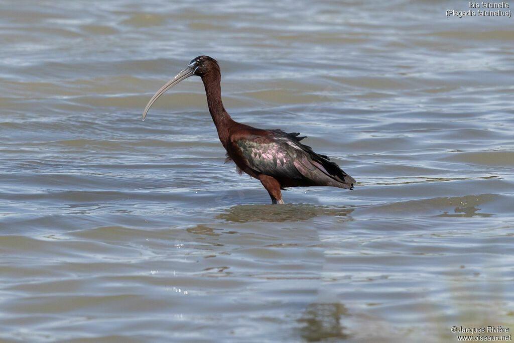 Ibis falcinelleadulte nuptial, identification