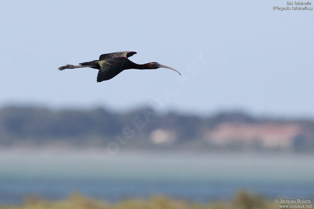 Ibis falcinelleadulte, Vol