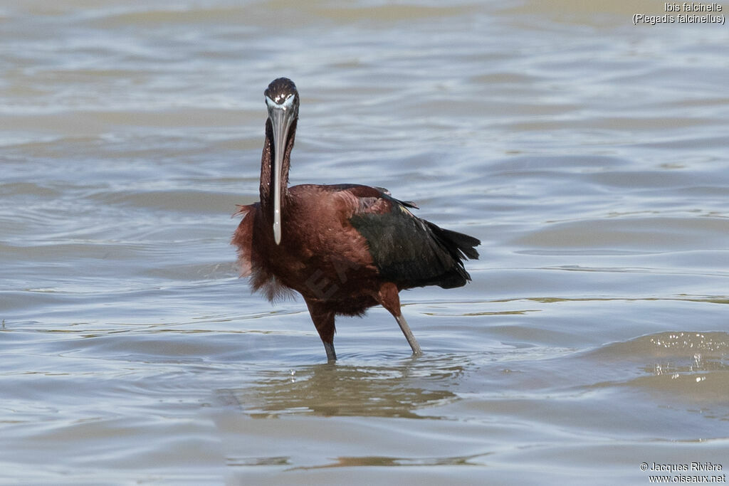 Ibis falcinelleadulte nuptial, identification
