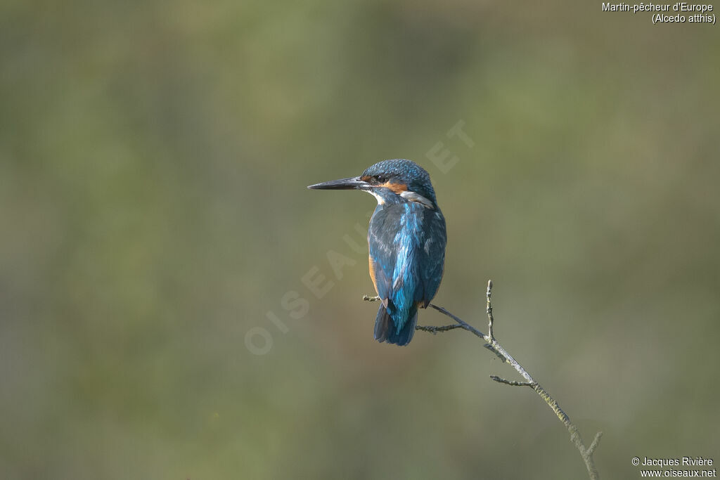 Common Kingfisheradult breeding, identification