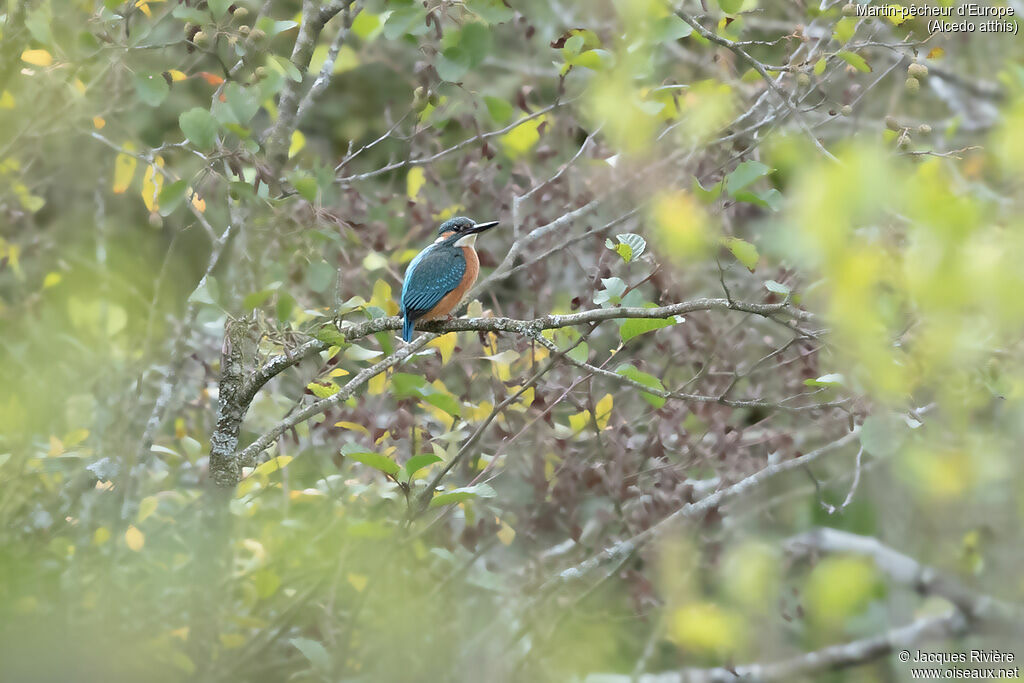 Common Kingfisher