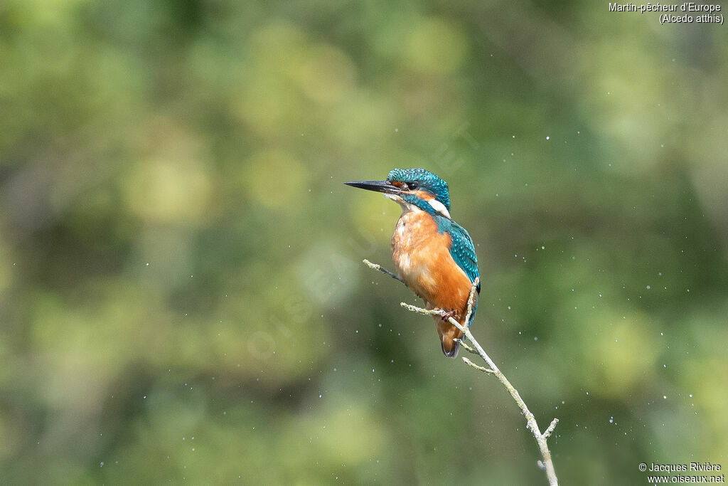Common Kingfisher male adult, identification