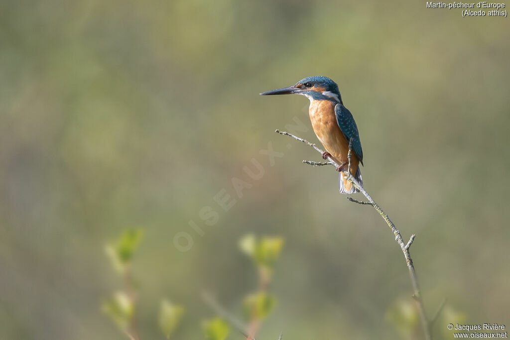Common Kingfisheradult breeding, identification