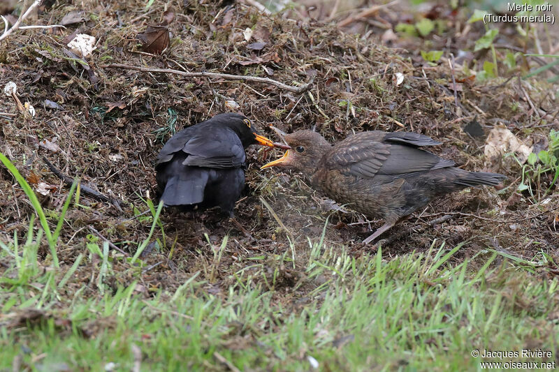 Common Blackbird male, identification, eats
