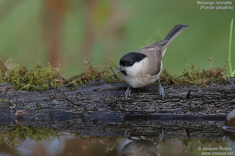 Marsh Titadult, identification