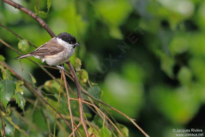 Marsh Titadult breeding