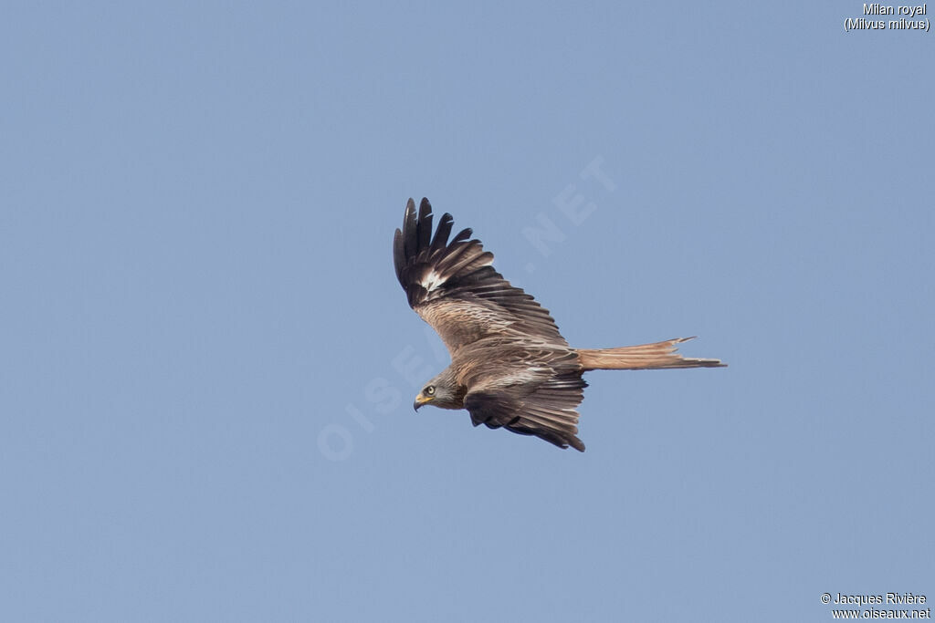 Milan royal