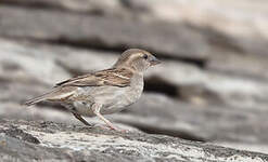Moineau cisalpin